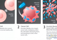 用病毒“溶解”肿瘤，是治疗癌症的新希望吗？