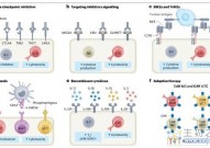 Nat Rev Cancer 癌症中的固有淋巴样细胞和固有样T细胞