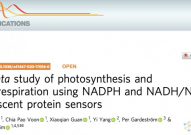 新领域！连发5篇，用生物传感器实时观察植物新陈代谢