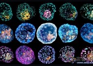 两篇Nature利用干细胞构建人类胚胎模型来研究人类胚胎的早期发育