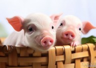猪猪立大功！JAMA子刊：基因编辑猪肾脏可在人体内正常运转一周，异种器官移植再获重大进展！