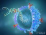 Nature子刊：研究5万人数据发现“免疫复原力”强的人寿命更长，抵抗感染能力强！