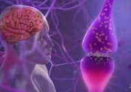大脑细胞治疗重大突破：哈佛大学Nature论文解决神经元移植后死亡难题