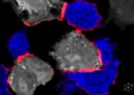 Nature新论文：下一个CRISPR？打开和关闭免疫通路所需的相同核心机制