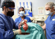 世界首例猪心脏人体移植带来的经验和教训：《柳叶刀》论文阐明移植后患者死亡原因