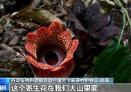 西双版纳雨林发现曾消失灭绝30年之久的植物--寄生花