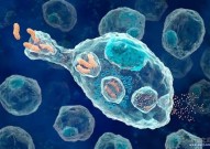Immunity：婴幼儿时期人类组织驻留记忆T细胞的部位特异性发育和成熟过程