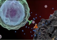 Nature：这种小分子在癌症和免疫细胞中引起强大的双重反应！