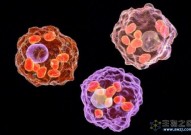 Cancer Cell：衰老肺泡巨噬细胞促进了肿瘤早期进展