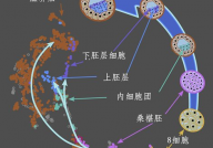 悲壮的“基因斗争”：为阻止“跳跃基因”，胚胎细胞开启自我毁灭