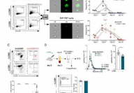 PNAS：细胞外囊泡或在刺激机体T细胞反应上扮演着关键角色