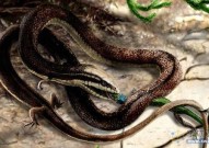 蛇类演化也有“断舍离”！成都生物所揭示蛇类起源与演化机制