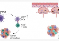Science：为何有些癌症患者对免疫疗法没反应？其体内或缺少特殊的关键免疫细胞！