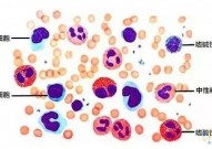 人体免疫细胞科普大全：白细胞、T细胞、B细胞、NK细胞、巨噬细胞等