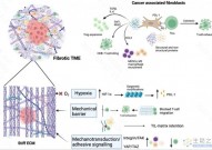 肿瘤相关纤维化：直接和间接地影响了免疫疗法的治疗反应！