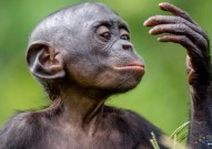 如果不停人工干预黑猩猩的繁殖，千百万年之后，它们会变成人吗？