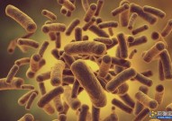 微生物科普：食品中常见18种微生物细菌污染