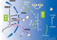 Science：一个对癌症中出错的基因调控程序很重要的组蛋白标记