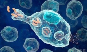 Nature发现一种以前未知的机制：这种免疫细胞有助于防止T细胞攻击人体！