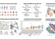 《科学》：泛癌症T细胞单细胞图谱 相关成果发表