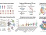 《科学》：泛癌症T细胞单细胞图谱 相关成果发表