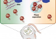 Science：促进人体肠道有益细菌的存活