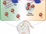 Science：促进人体肠道有益细菌的存活