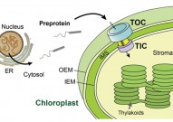 科学家破解叶绿体“守门人”之谜