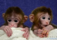 运用胚胎干细胞系，中国科学家培育首个活产嵌合猴