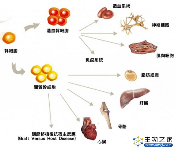 实际应用中，干细胞和免疫细胞怎么选？怎么用？