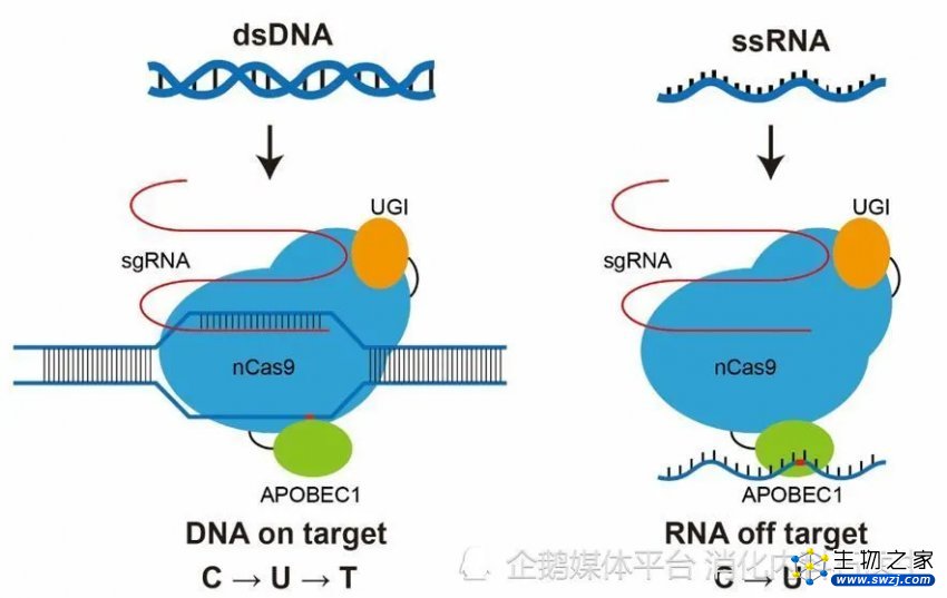 六个月清零癌细胞！全球首例白血病被治愈，基因编辑“立大功”