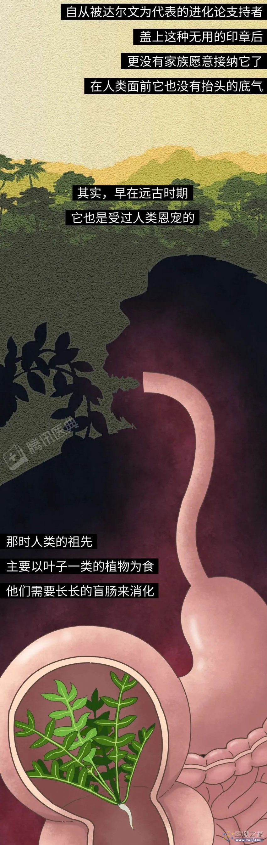 科普：阑尾一辈子被骂没用，却为你做了两件了不起的事！