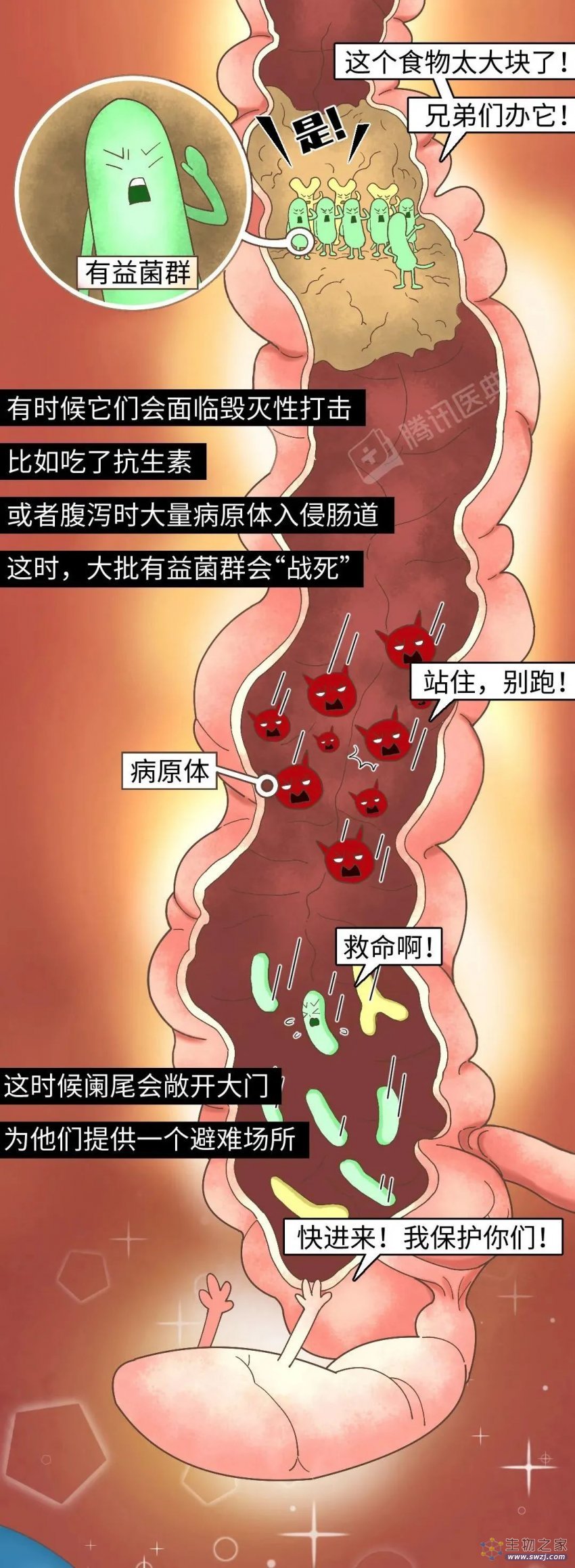 科普：阑尾一辈子被骂没用，却为你做了两件了不起的事！